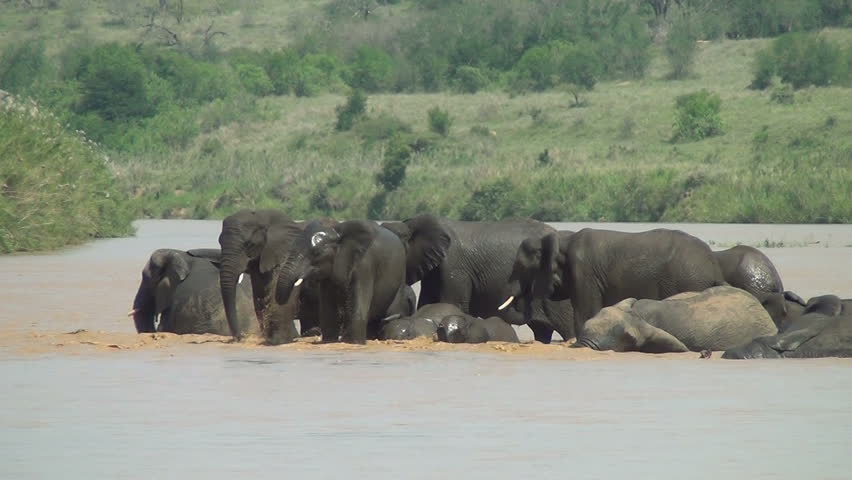African elephants bathing in the river