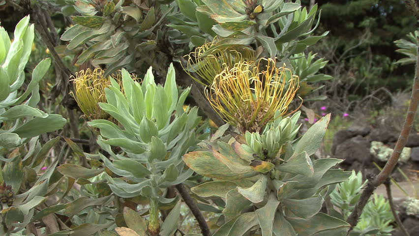 October 2011 - Hawaii - Closeup of proteas