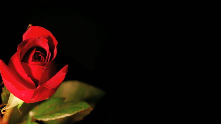 Rose opening time lapse with room for copy