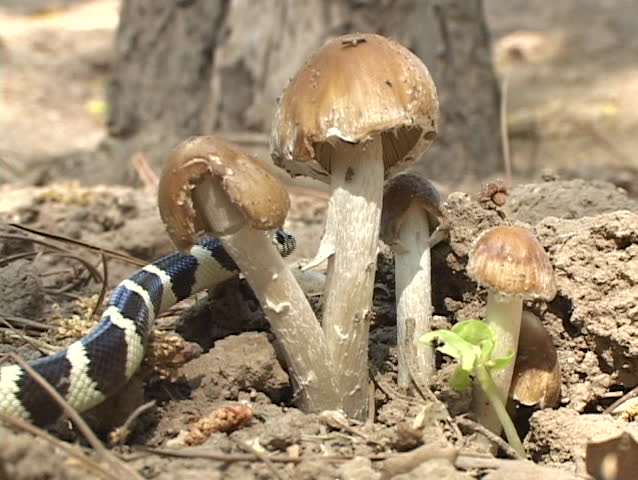 A black and yellow snake crawls between a group of mushrooms.