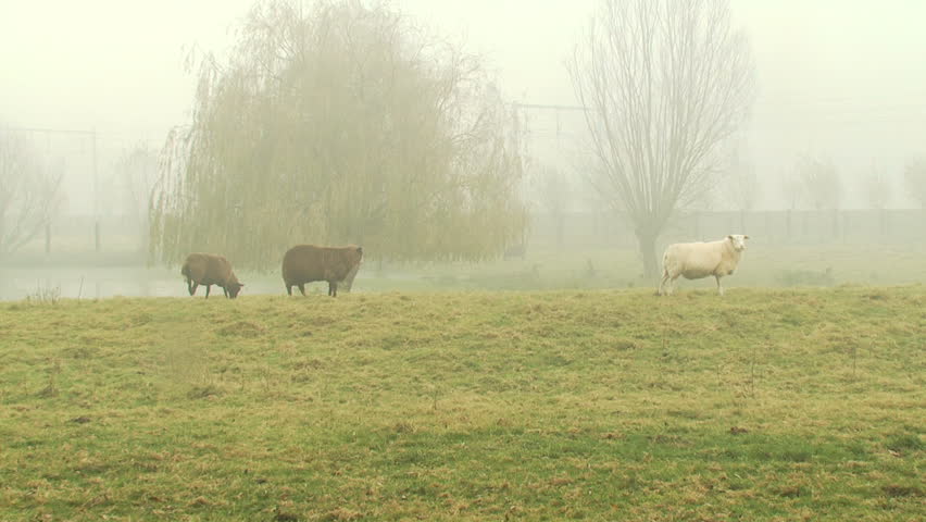 sheep's on a landscape. Early in the morning.