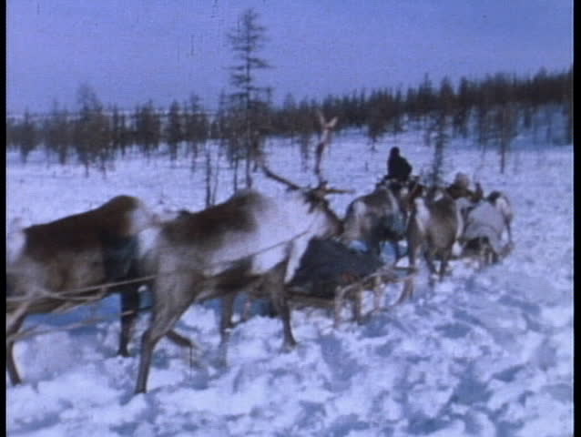 An Eskimo rides on a reindeer sled.