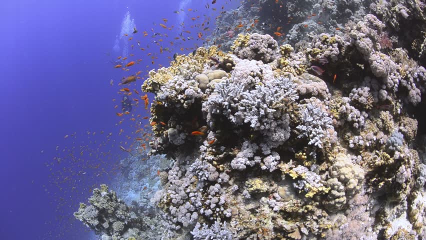 Pristine coral reef colony with scuba divers in the background.