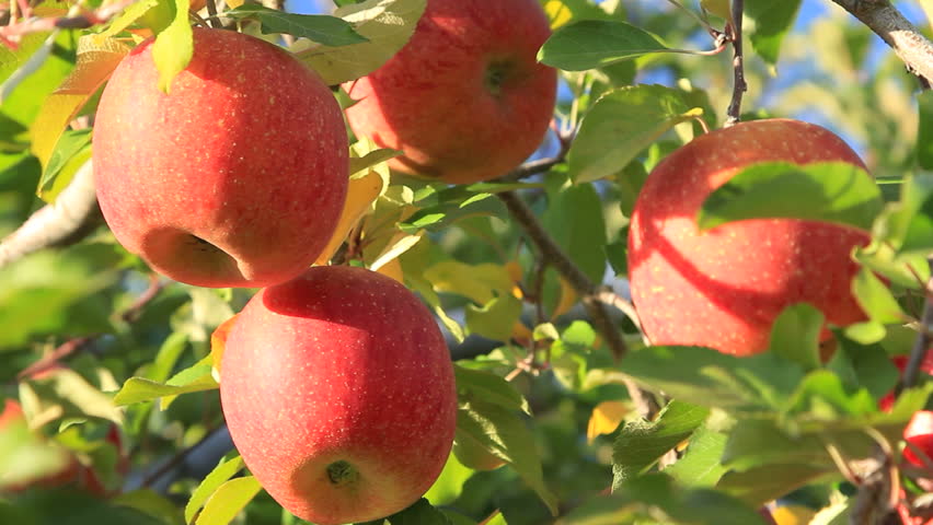 Apple trees with red apples.