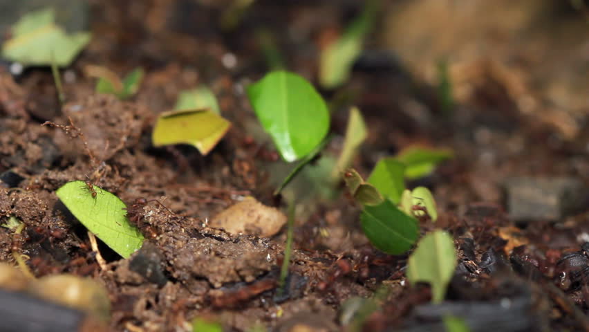 Leaf cutter ants (Atta sp.) in rainforest, Ecuador