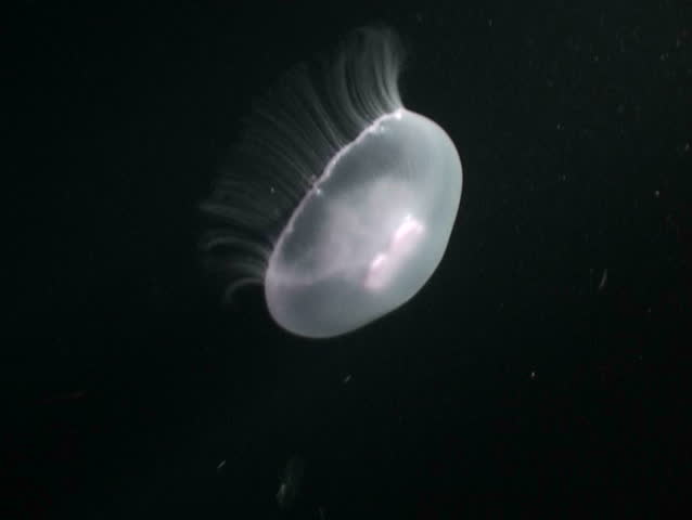 medusa underwater diving video