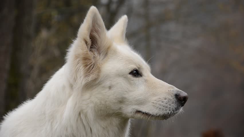 dog observed
White Swiss Shepherd Dog observes the surrounding portrait in autumn