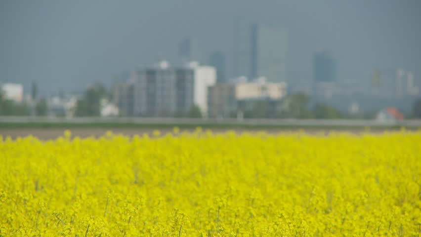 shot transition rape field and city in background