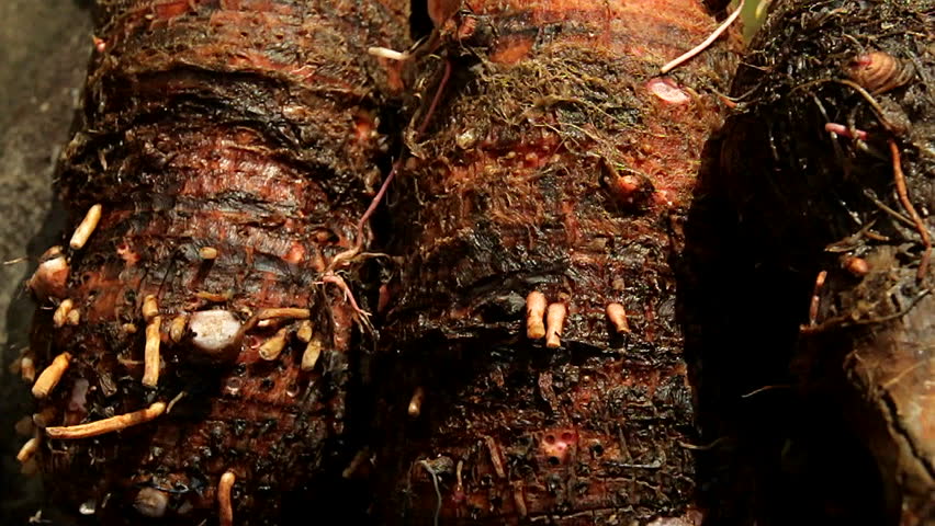 plant roots in the ground