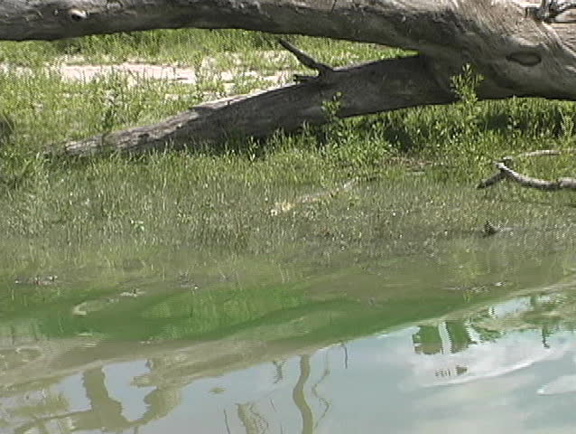 Boat floats up to a small croc on the Rufiji River in Tanzania Africa