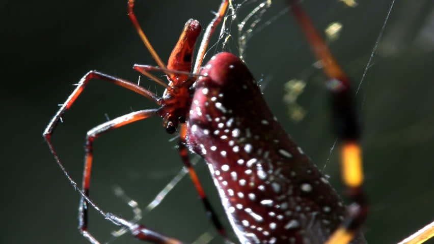 close up of spiders
