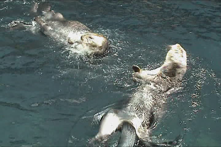 Couple of otters playing in the water