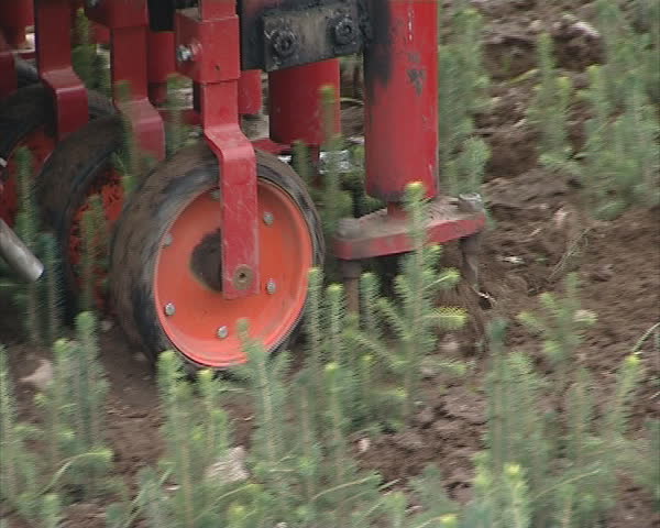 Agricultural machinery. Tractor loosen earth between cristmas tree saplings. Human legs with rubber boots. 