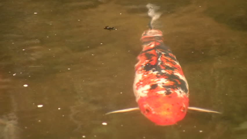 Koi carp in a pool