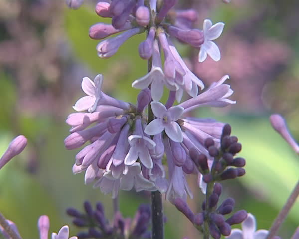 Lilac trees in spring blossom closeup. Natural beauty details. 