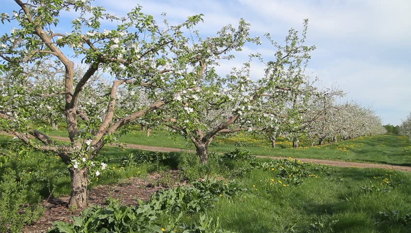 Static - Row of blossoming apple trees in springtime orchard