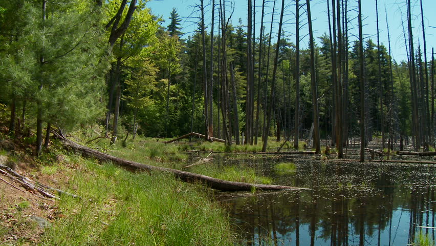 Springtime swamp in upstate New York