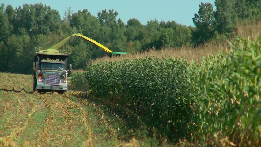 Corn chopper cuts down crops