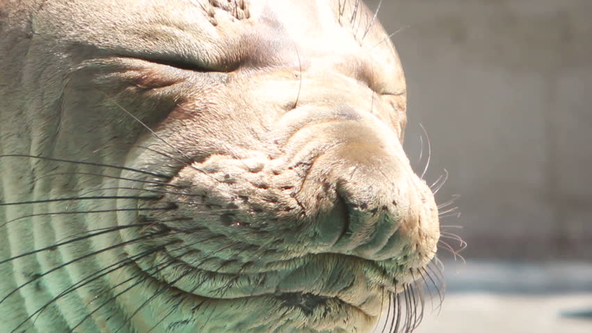 A rescued juvenile elephant seal awaits release at the Pacific Marine Mammal Center Sept 18, 2011 Laguna Beach, CA. The Center rescues pinnipeds throughout Orange County.