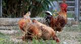 A rooster and a couple of hen in the yard
