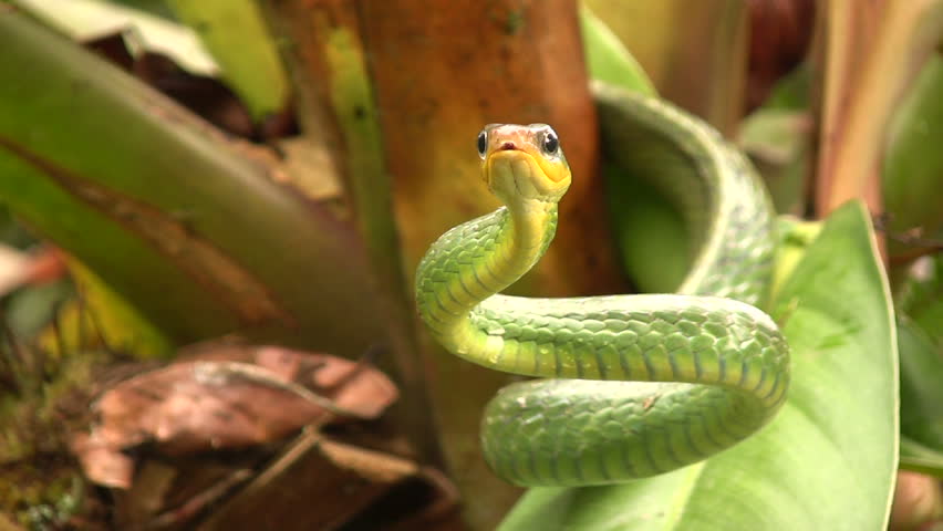 Cloudforest whipsnake (Chironius monticola). In cloudforest in western Ecuador
