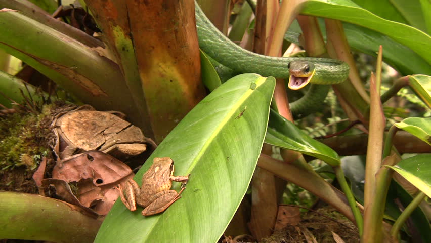 Cloudforest whipsnake (Chironius monticola)Looking at a frog in cloudforest, Western Ecuador
