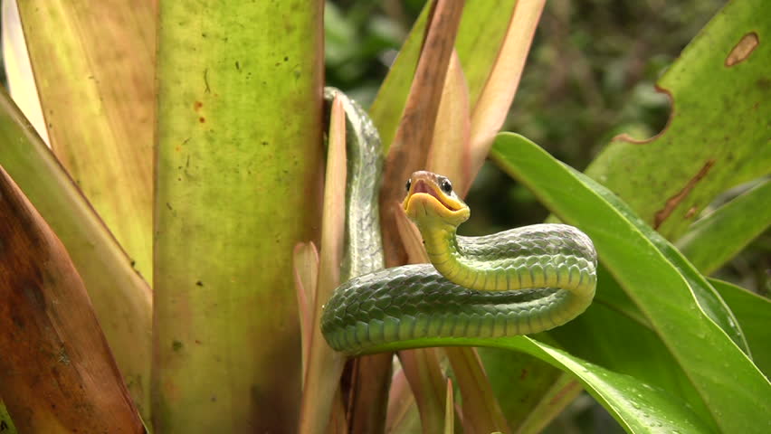 Cloudforest whipsnake (Chironius monticola) in cloudforest in western Ecuador