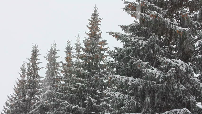 snow-covered fir and snow