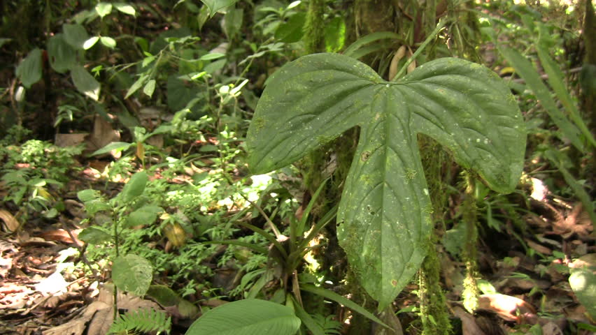 Leaves of an aroid climber in cloudforest, near Mindo western Ecuador