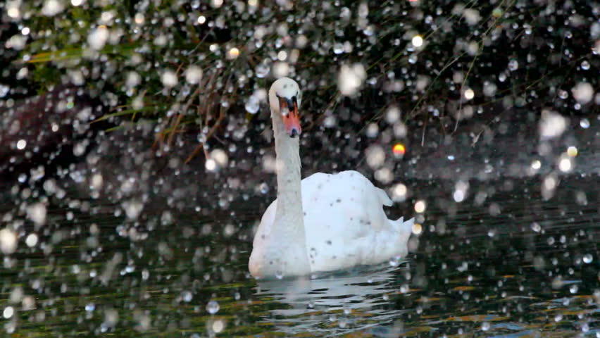 Magnificent, graceful swans swim amid falling flakes, slowed, 1080p