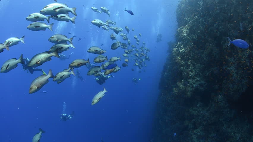 Large shoal/School of Bohar snapper. A seasonal gathering of snapper which come together in large numbers to mate. Red Sea Egypt.