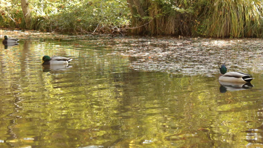 Mallard ducks casually swim in the slowly rippling waters of Oak Creek in Sedona as the leaves turn their fall colors, reflecting in the stream.