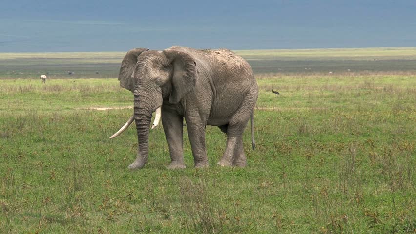 Old elephant in Ngorongoro Crater