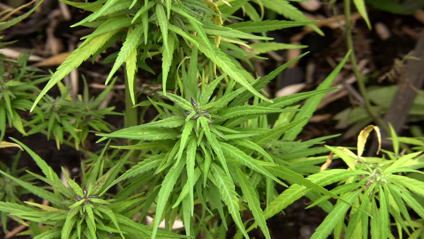Cannabis plant (Cannabis sativa)