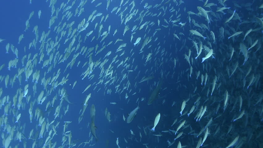 Large school/shoal of Long-nose parrot fish. This species of fish only gathers in these numbers for one to two weeks during the breeding season. Good footage to depict an abundant marine ecosystem.;