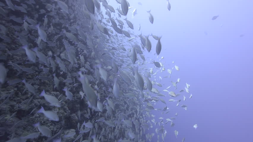 Large school/shoal of Long-nose parrot fish. This species of fish only gathers in these numbers for one to two weeks during the breeding season. Good footage to depict an abundant marine ecosystem.;