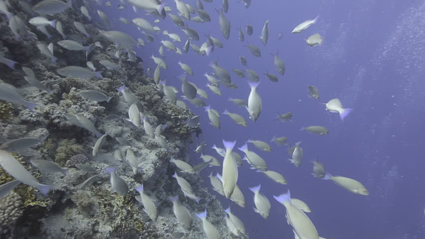 Large school/shoal of Long-nose parrot fish. This species of fish only gathers in these numbers for one to two weeks during the breeding season. Good footage to depict an abundant marine ecosystem.;
