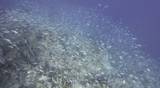 Large school/shoal of Long-nose parrot fish. This species of fish only gathers in these numbers for one to two weeks during the breeding season. Good footage to depict an abundant marine ecosystem.;