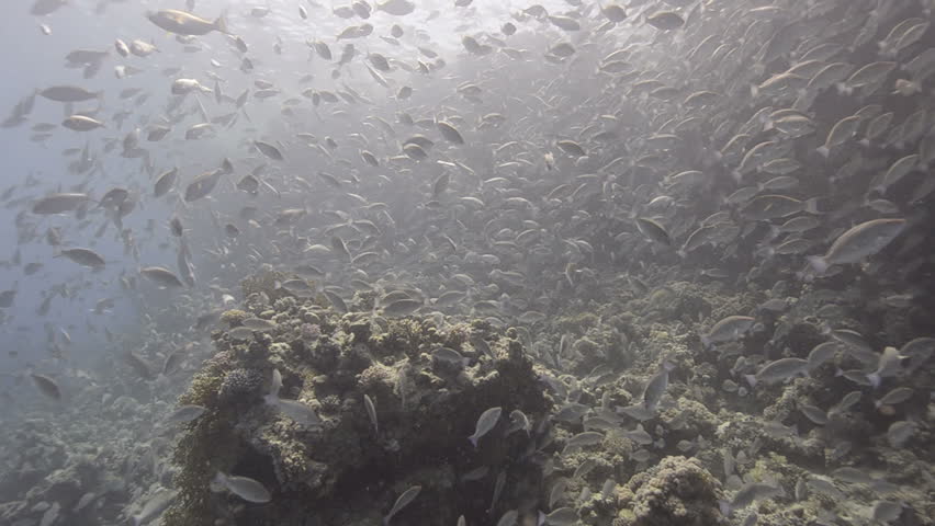 Large school/shoal of Long-nose parrot fish. This species of fish only gathers in these numbers for one to two weeks during the breeding season. Good footage to depict an abundant marine ecosystem.;