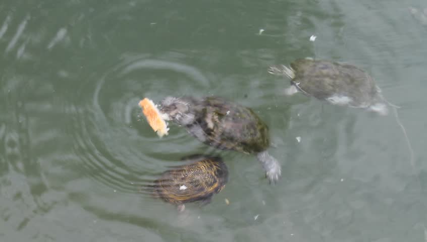 Free-living terrapins and other turtles in Greece
