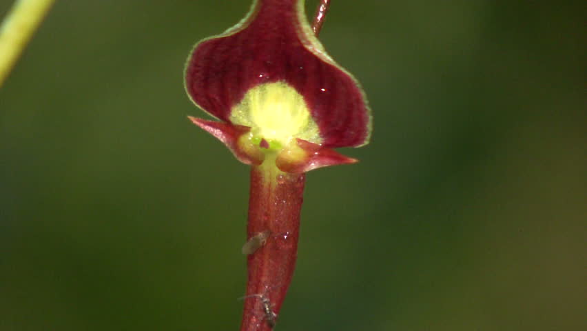 Minature Orchid (Pleurothallis ruberremia)