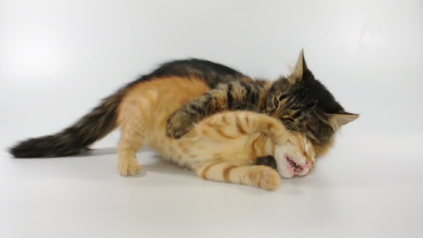 Two young cats playing together