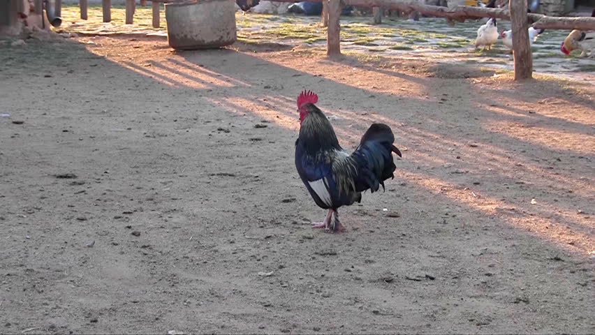 Rooster on the farm outdoor