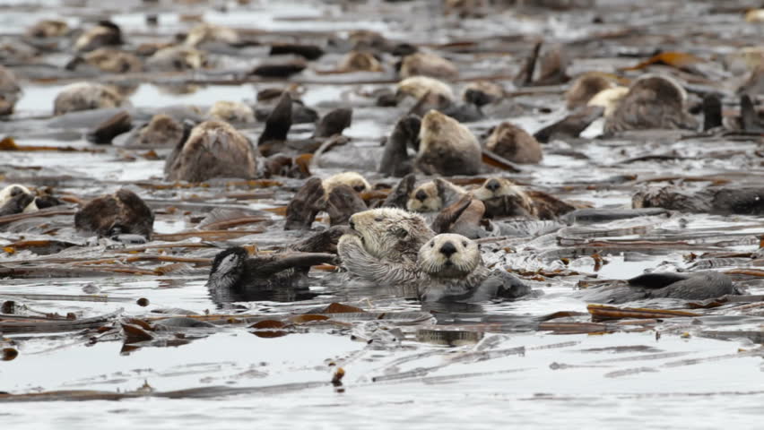 Sea otter in colony