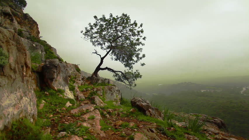 Dolly right to left up a mountain slope with a lone tree clinging to the shallow soil of the rocky terrain.  Hazy forest valley floor in the far background.  Near the Adamit Park region of Israel.