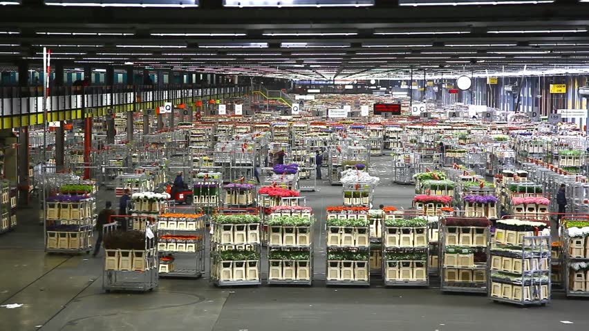 HOLLAND, NETHERLANDS - APRIL 27, 2011: Timelapse of the Aalsmeer Flower Auction Market on April 27, 2011 in Holland. It is the largest flower auction in the world.
