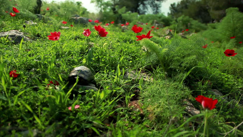 showing a tortoise (Spur-thighed, or Greek tortoise) sitting on a rock amid green grass and red flowers in the Mount Tabor region of Israel.  