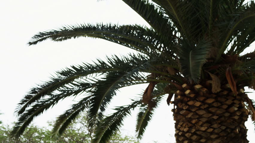 Move down a palm tree to other greenery at the Kibbutz in the Ein Gedi region of Israel.   02/27/2011