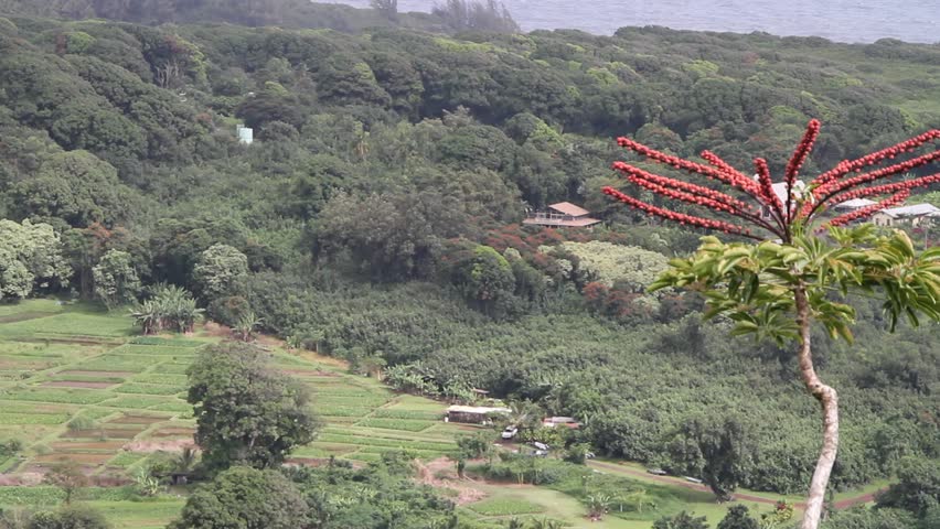 Ke'anae Maui village where native foods such a poi are grown in shallow ponds