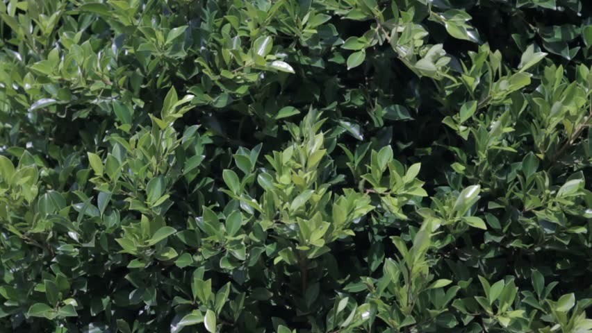 Tree leaves rustling in the wind in slow motion